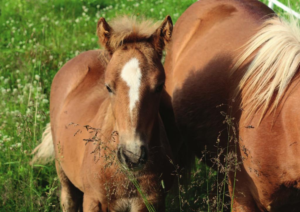 Fotos: Gunn M. Grønås Avl Landslagets råd for bruk av avlsdyr Nordlandshest/lyngshesten er en utrydningstruet hesterase, med rundt 3000 individer på verdensbasis.