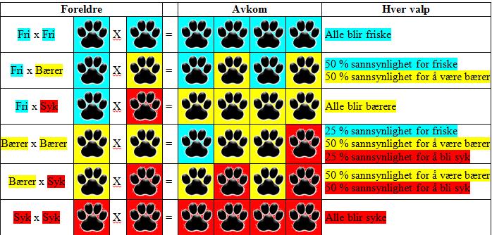 dette nedenfor, men hadde arvegangen vært dominant, ville hunden fått sykdommen om bare en av foreldrene hadde defekten.