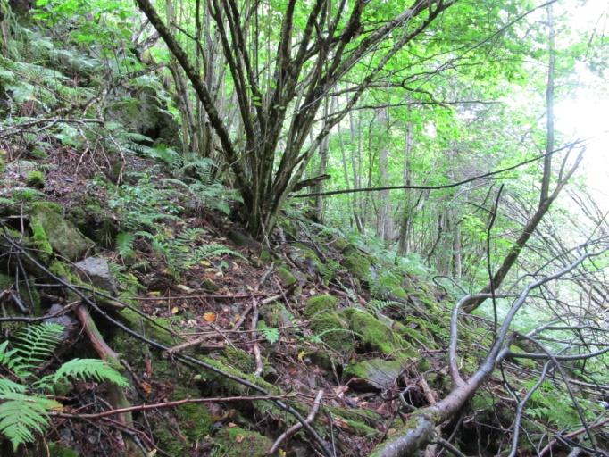 Bildene viser lokalitet 1.: Øv. Rasmarkskog med en del grove hasselkratt. Øh.
