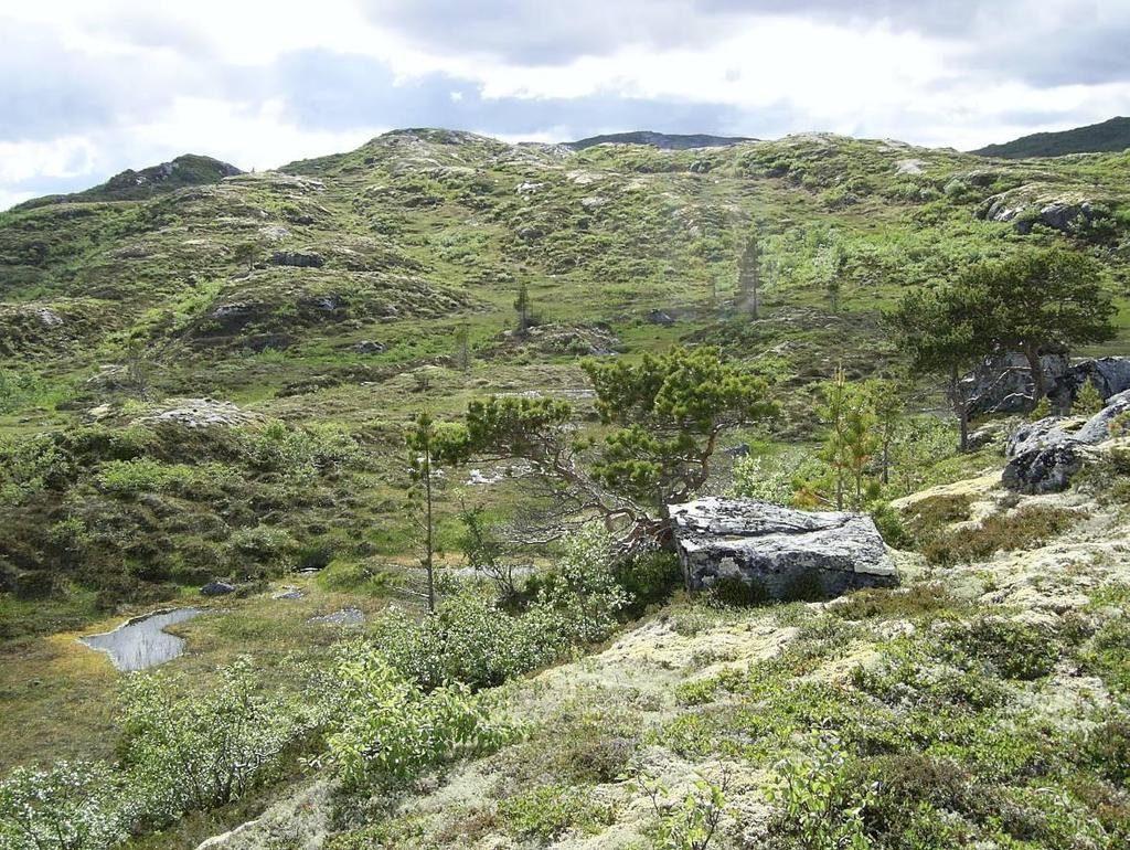 beskyttede skråninger, da særlig i dalføret mellom Svarthammaren og Pållifjellet er det mer bjørk. Furu- og bjørkeskog danner ofte tregrensa mot vindkraftverkområdet.