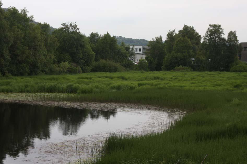 Håland 2009. Bilde 11. Forvatn, NØ deler, med vegetasjonsrik våtmark. 24.