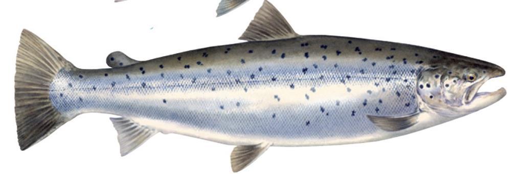 skjellkonvolutt Dato Intervju# Fiske# 2 Prøvetakin g Død fisk: skrap først av slim før du skraper av skjell ved å dra knivseggen i retning fra hale