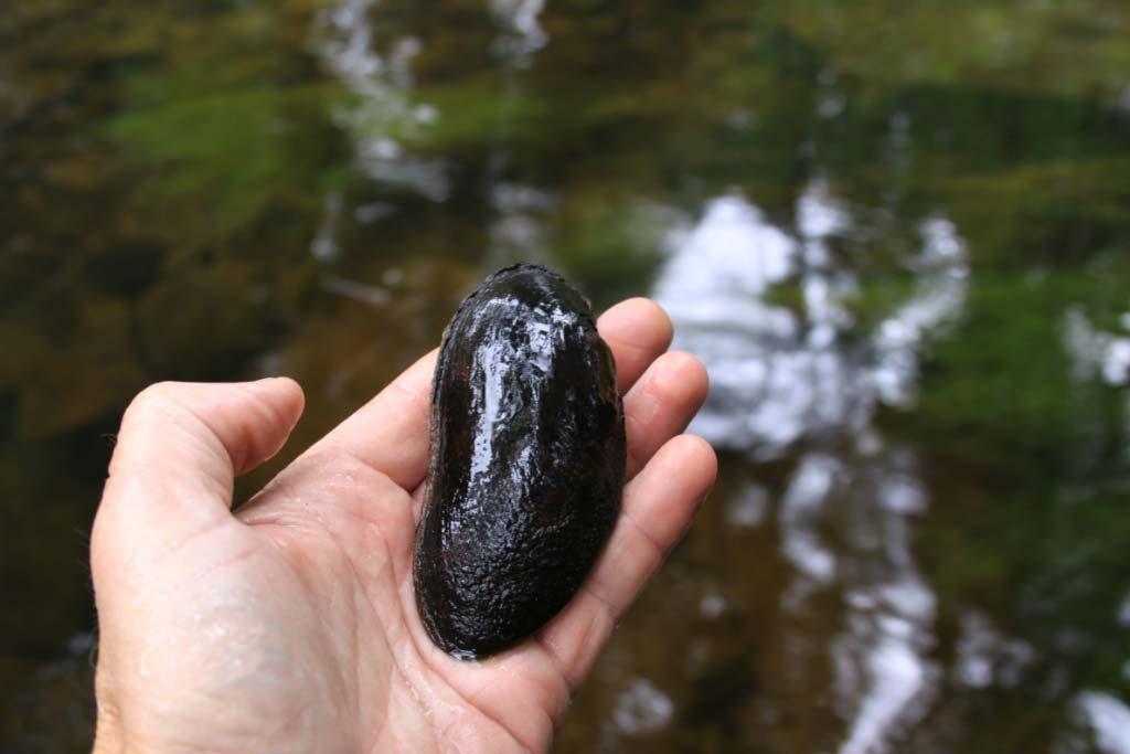 Søk etter elvemusling (Margaritifera margaritifera) i 11 mindre vassdrag i Sør-Aurdal kommune og Lunner kommune. Oppland.