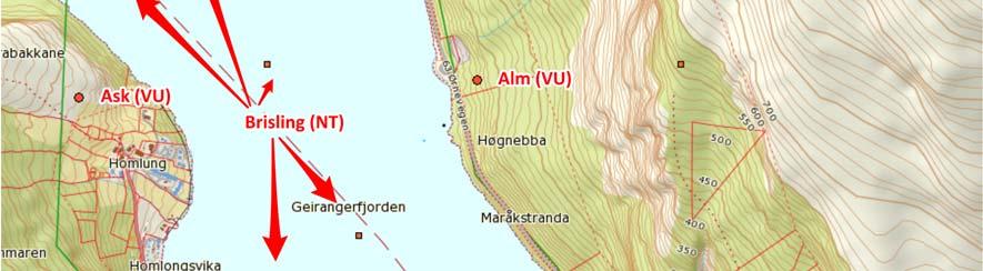 De fleste svartelistede plottene gjelder platanlønn Acer pseudoplatanus (SE), men langs vegen på østsiden av fjorden og videre oppover gjennom sentrum mot sør er det også spredte funn