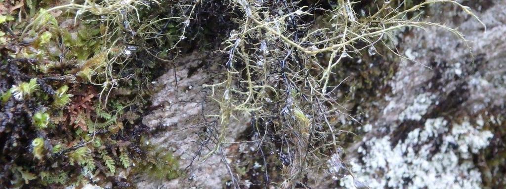 Kort trollskjegg Bryoria bicolor (NT) funnet på bergvegg ved Vinje, i sørkant av undersøkelsesområdet ved Geiranger sentrum 18.08.