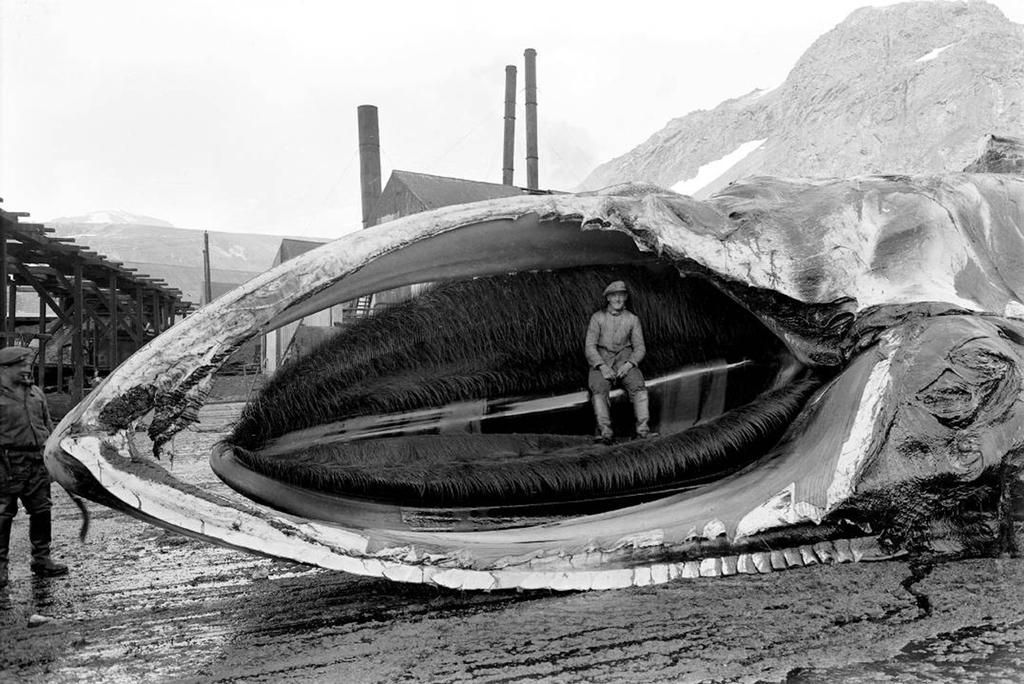 Hvalfangst ved stasjonen Grytviken på Syd Georgia. Foto: Theodor Andersson, tilhører Hvalfangstmuseets samlinger.