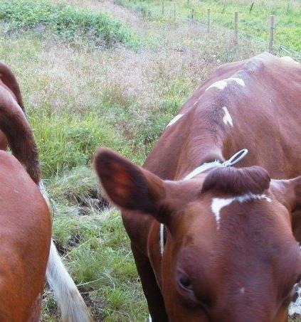 Fôrenheter per rundball Fôrenheter melk (FEm) er et mål på nettoenergiinnhold i fôr (tilsvarer 7,075 megajoule) Næringsinnholdet i gresset påvirkes av slåttetidspunkt, grassarter,