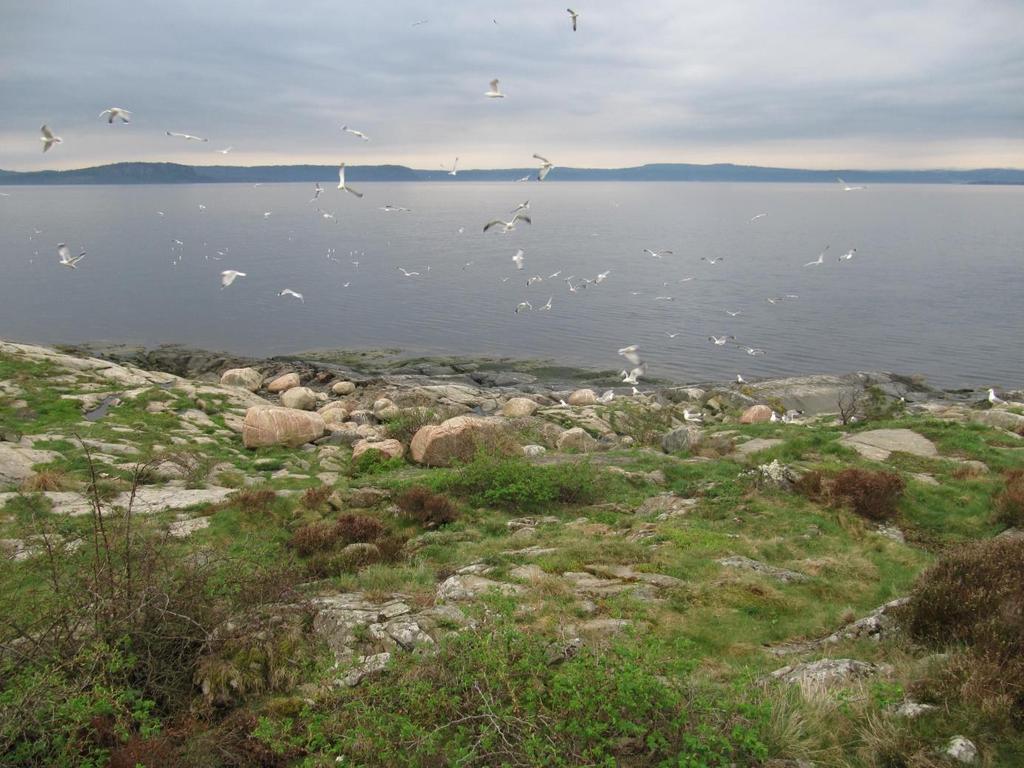 Sjøfuglregistreringer langs kysten av Buskerud