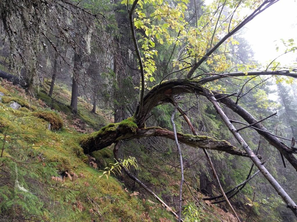 Bilder fra området Skjerbekkraudkollen En