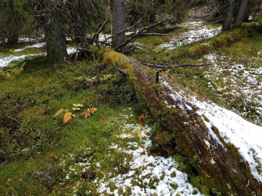 Foto: Øivind Gammelmo Død ved av grove