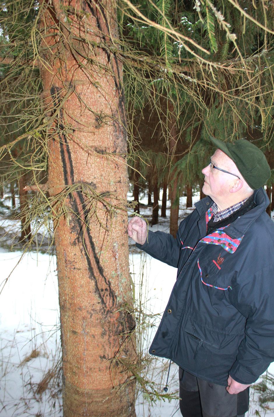 Skogfrøverkets virksomhet Prosjektet Foredling av tømmerkvalitet på Vestlandet som startet i 2015 ble avsluttet i 2017.