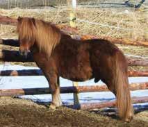 Mangler muskulatur i bakpart. Tåvid begge fram, små høver. Gode ledd.stiv bak i skritt. Aktivt trav, men for dagen urytmisk. God bakbenisaksjon i trav. Stiv Galopp. FAR: Shirehill Gold Cracker S.