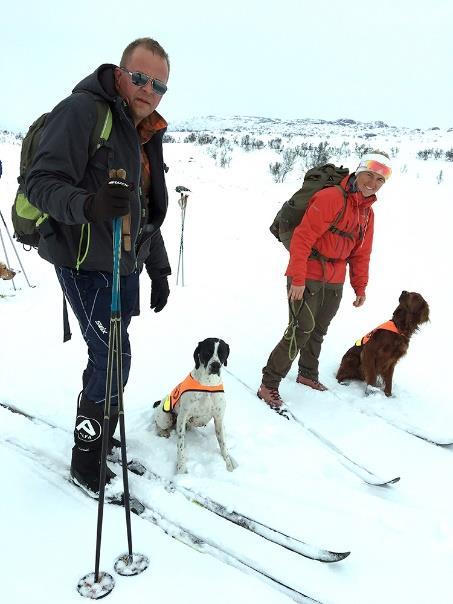 Luna kommer ut fra kratt og støkker ryper som den forfølger noe. Luna over Balder. Luna sj.pf 