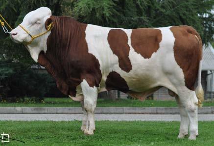 RESA LATTE + 558kg BB RESA LATTE + 596kg IT 029990036050 GUTTURNIO di GUAGUANCO' x VANSTEIN dati ANAPRI IT 04/16 IDA 1014 LATTE 690 att.