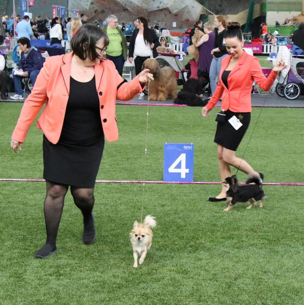 Idyllium's Superstar «Luna» på NKK Ålesund. I Ålesund var dommer på Chihuahua Dianne Degryze som utfra dømmingen mente vi hadde mange dårlige hunder i Norge.