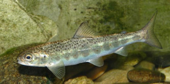 Erkjennelser All vassdragsregulering endrer de fysiske forholdene og livsgrunnlaget for fiskebestandene