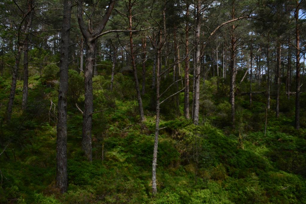 Bilder fra området Børøy Typisk utseende av furuskogen på