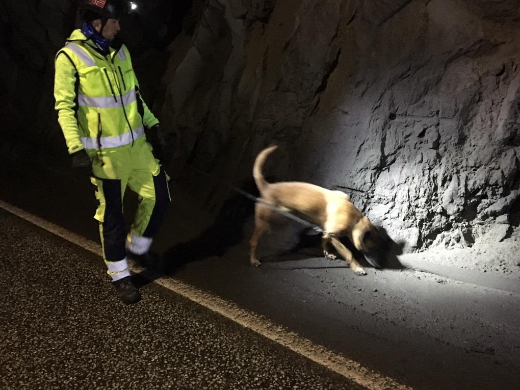 Søk etter forsagere ved bruk av hund Antallet er fordelt i årene 2016-2017 408 Det er gjort 408 markeringer på