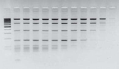 PCR clean-up, gel extraction 1 2 3 4 5 6 7 8 9 10 11 12 [bp/nt] - 982-645 - 359-164 100-79 65 50-21 Vol NTI 1 1 1 1 1 1 1 1 1 1 Vol water 0 1 2 3 4 5 6 7 8 9 % NTI 100 50 33 25 20 17 14 13 11 10