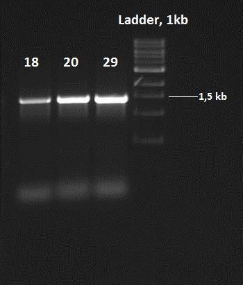 For isolat 18, 20 og 29 hadde vi ikke fått PCR-produkt da det ikke ble observert tydelige bånd for disse isolatene. Isolat nr.