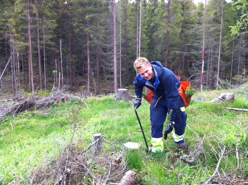 KLIMATILTAK - SKOGGJØDSLING OG TETTERE PLANTING Skoggjødsling Gjødsling av skog vil gjennom økt tilvekst gi økt CO 2- fangst.