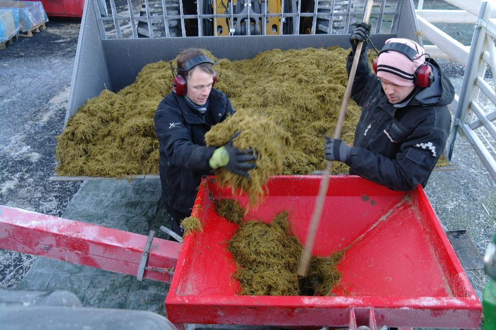 Halvparten av helgrøde fra hver