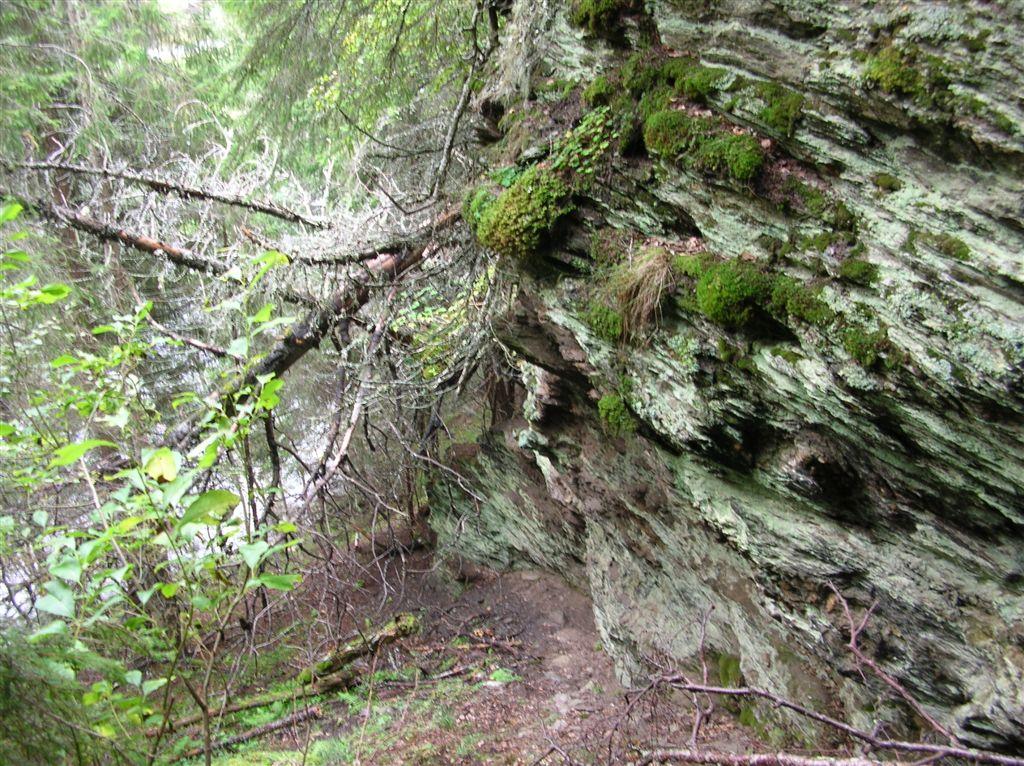 Foto: Tom Hellik Hofton Fuktig skog nord i området, der grana er i