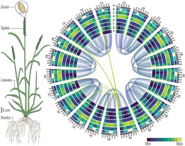 Wheat genome deciphered, assembled, and ordered.
