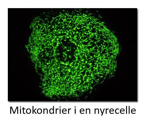 Cellen kontrollerer mitokondriet: Av den opphavelige bakteriens 1500 gener