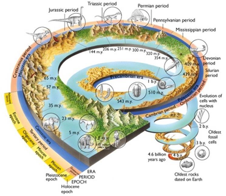 Livet på Jorden det store bildet Hva som skal forklares: 10 millioner prokaryote arter Ca.