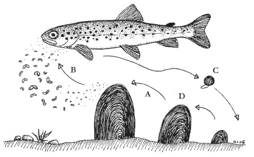 noen få dager) hvis de ikke kommer i kontakt med gjellene på en fisk.