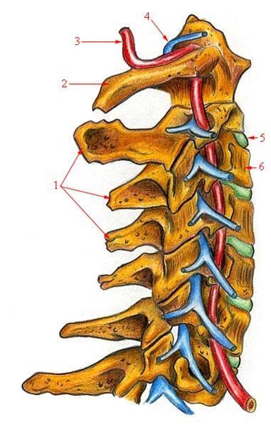 Mekanisk nakkelidelse Tilstanden er ganske alminnelig. Mange tilfeller av nakkesmerter har sitt opphav i ledd. 1. Bakre ryggtagg (processus spinosus) 2. Øverste nakkevirvel (atlas) 3.