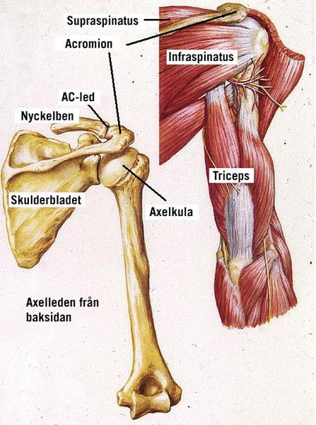 Skulder generelt Med skuldersmerter menes smerter som utgår fra strukturer i og omkring selve skulderleddet (glenohumeralleddet) eller acromioclavicularleddet (AC-leddet).