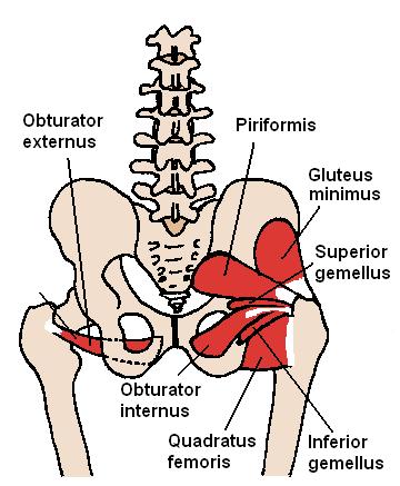 Hofte Hofte generelt Hofte-, bekken og lyskesmerter kan oppstå fra en rekke ulike tilstander i hoften og fra lesjoner andre steder med utstråling til hoften.