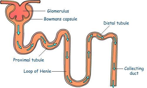 Tubulus Sekresjon Avfallsstoffer som ikke har passert ut i råurinen i glomerulus, kan skilles ut aktivt fra blodet til tubulus.
