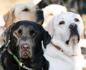 Forkurs Forkurs er uforpliktende og gir en innføring i hva det vil si å ha førerhund, og søkerens behov kartlegges. Samtreningskurs Samtreningskurs er for deg som får tilbud om førerhund.