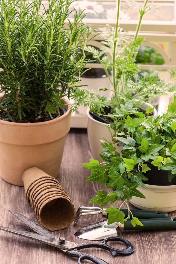 Likevel er planter i potter mer utsatt, og du bør derfor velge planter som tåler minst én klimasone mer enn der du bor.
