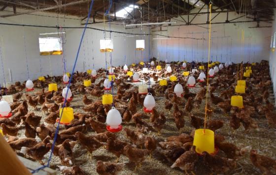 Frå fjøset på Tombontsoa. Foring med surfor av mais Oppdrett av 16 vekers kyllingar av verperase(hybrid) Fihaonana jordbruksskule Skuledrifta Fihaonana jordbruksskule kom i gong i 1983.