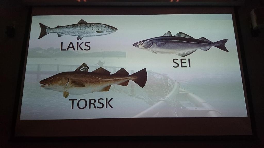 Barna fikk også se bilder av fisken de skulle lage mat av, så skulle de finne ut hvilken fisk det