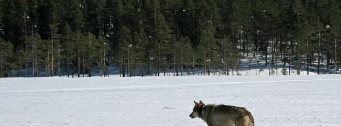 En ung ulvetispe fra Galven reviret i Sverige fotografert øst i Hedmark fylke etter at den ble merket med GPS sender i begynnelsen av 2010.