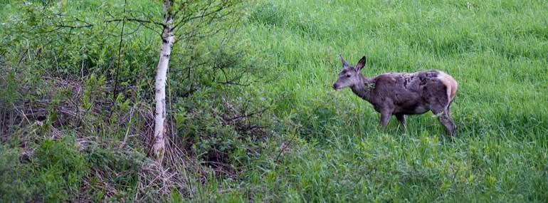 Storokse av elg (Alces alces) på beite i skumringen. Foto: Sigve Reiso, Naturarkivet.
