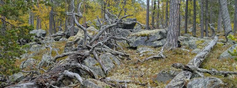 4. Skog Publisert 10.03.2016 av Miljødirektoratet En tredel av fastlandet i Norge er dekt av skog. Vi finner mange arter og naturtyper i de norske skogene, men mange av disse er truet.