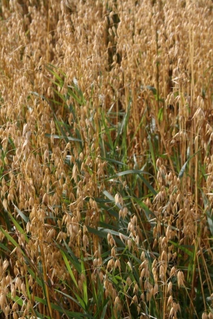 Kveke (Elymus repens) Norsk