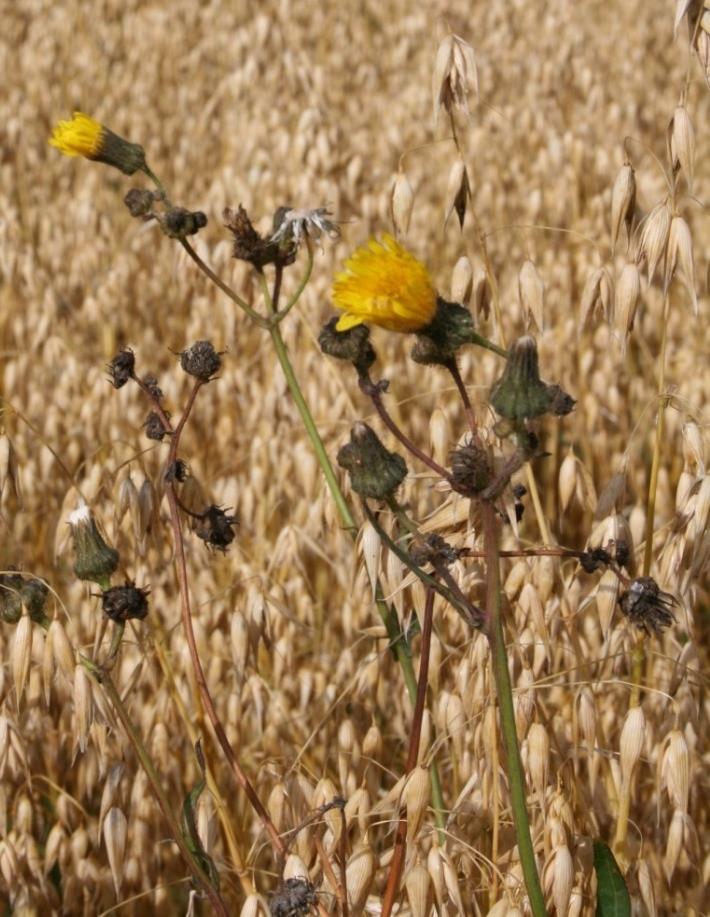 Åkerdylle (Sonchus arvensis) Formerer seg både med frø og rotstengler Hindre frøsetting, kun få dager med blomstring kan gi spiredyktig frø Ugrasharving reduserer nyetablering Åkerdylla går i dvale