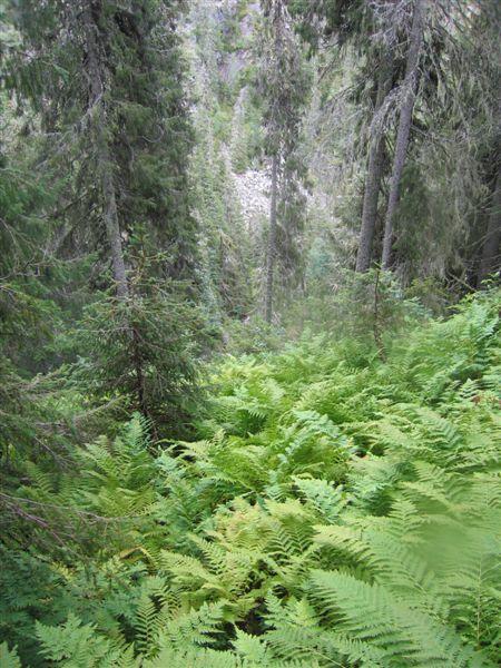 granskog i midtre partier av kløfta.