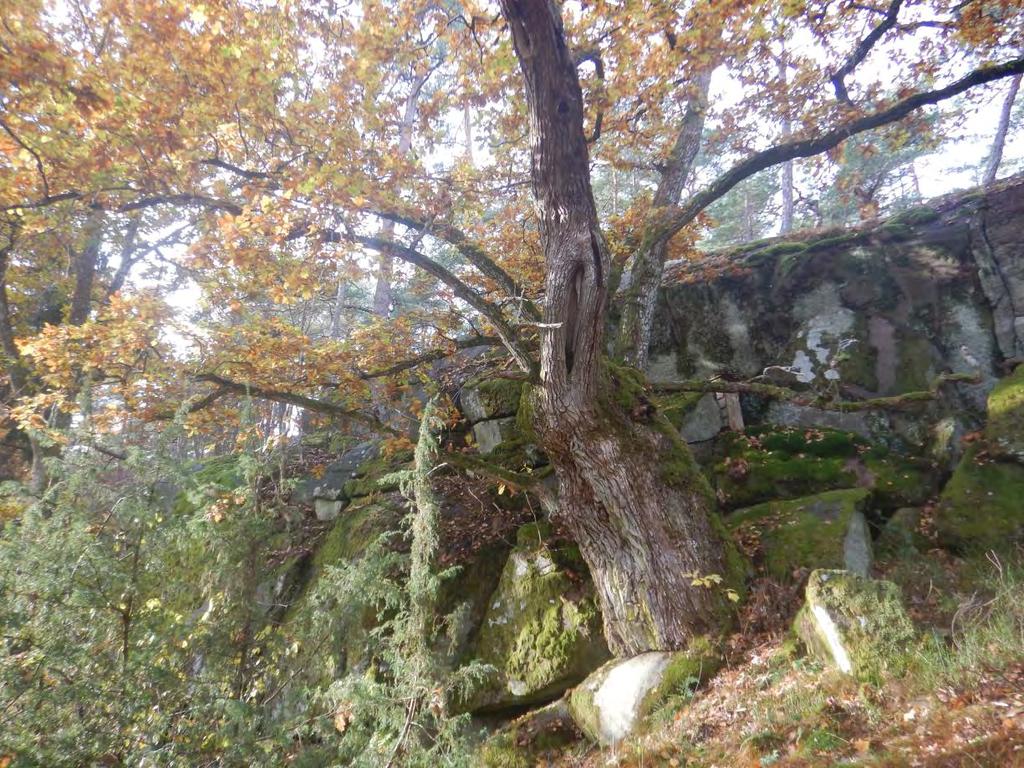 Figur 12. Eika på Enhus står nesten på tørre berget og ble derfor svært forsiktig fristilt. Hovedsakelig ble det bare fjernet trær som gnisset på grenene i eikekrona. Her er treet ferdig fristilt.
