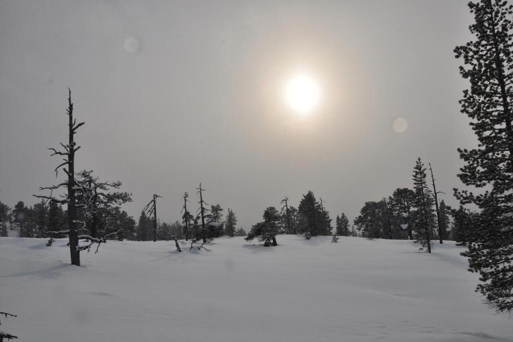 Foto: H. Haaverstad Forord Trillemarka-Rollagsfjell naturreservat ble opprettet 5. Desember 2008, og forvaltningsmyndigheten ble lagt til kommunene ved et statlig oppnevnt lokalt styre.