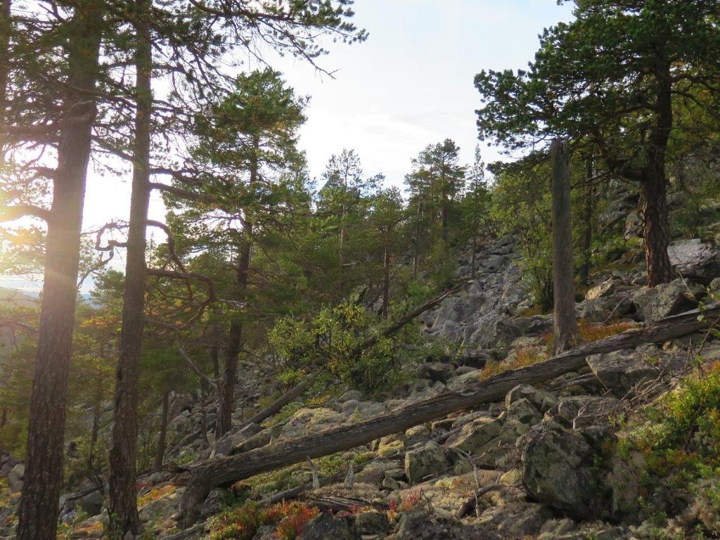 Foto: Tom Hellik Hofton Mye av furuskogen i dalen er halvgammel skog preget