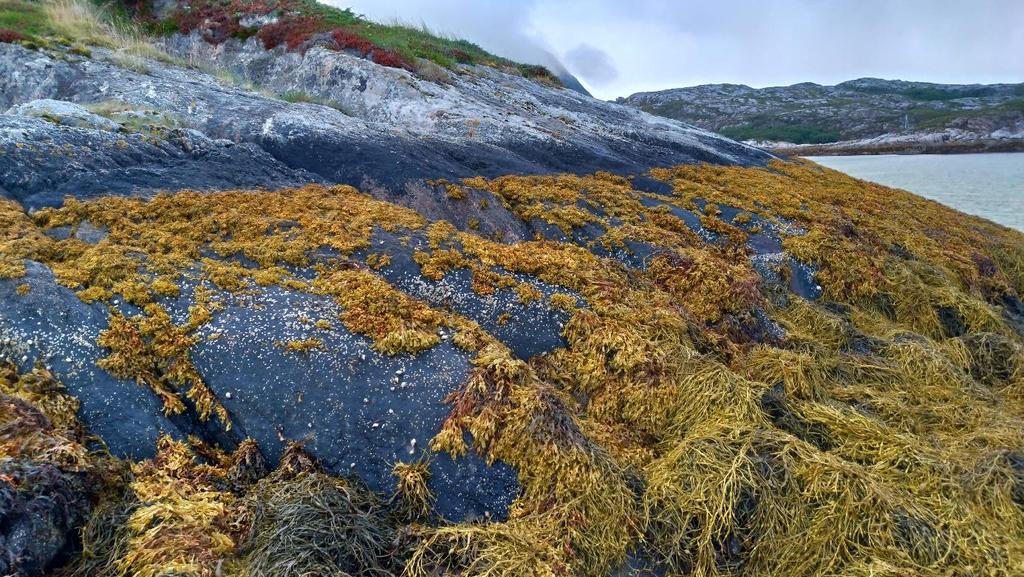Bergveggen opp mot sprutsonen er dekket med laven marebek, sauetang, rur, noe purpursnegl, samt blære- og grisetang. Foto: Tormod H. Skålsvik.
