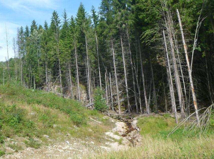Figur 9: Gjenstående produksjonsskog av gran sør i tiltaksområdet. En liten, navnløs bekk som renner i gjennom området sees sentralt i bildet.